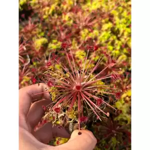 ไม้กินแมลง หยาดน้ำค้าง Drosera paradoxa (Sundew)