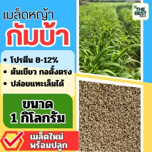 กัมบ้า เมล็ดหญ้ากัมบ้า 1 กิโลกรัม #พร้อมปลูก(รับประกันการงอก) หญ้าเลี้ยงสัตว์ พันธ์ุหญ้า หญ้าเลี้ยงวัว