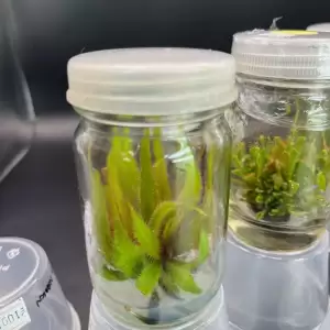 ไม้กินแมลง หยาดน้ำค้าง Drosera Adelae