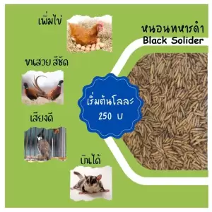 หนอน อบแห้ง หนอนโปรตีน สำหรับ ไก่ นกปากขอ นกปากแหลม นกปรอท หงส์หยก เลิฟเบิร์ด นกแก้ว ซูการ์ แฮมเตอร์ กิ้งก่า
