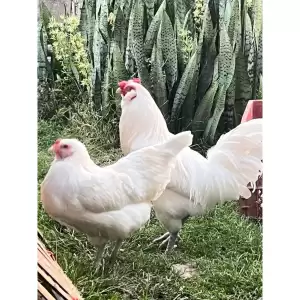 ไข่เชื้อไก่อาเมอ​รัว​คา​น่า​ ไก่มีเคราออกไข่สีฟ้าอมเขียว​จากประเทศ​เบลเยี่ยม​