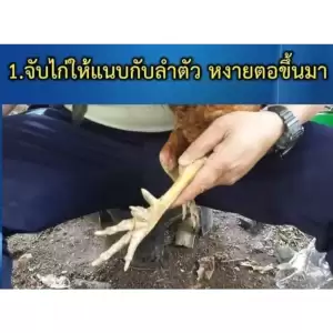 นวมยางสวมเดือยไก่ชนแบบยาง ขนาด 2 ซ.ม. และ 3 ซ.ม. สำหรับไก่ชน มีสิทธิบัตร