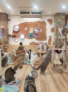 cafeteriacatto