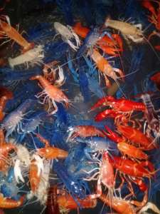 กุ้งและปลาสวยงาม