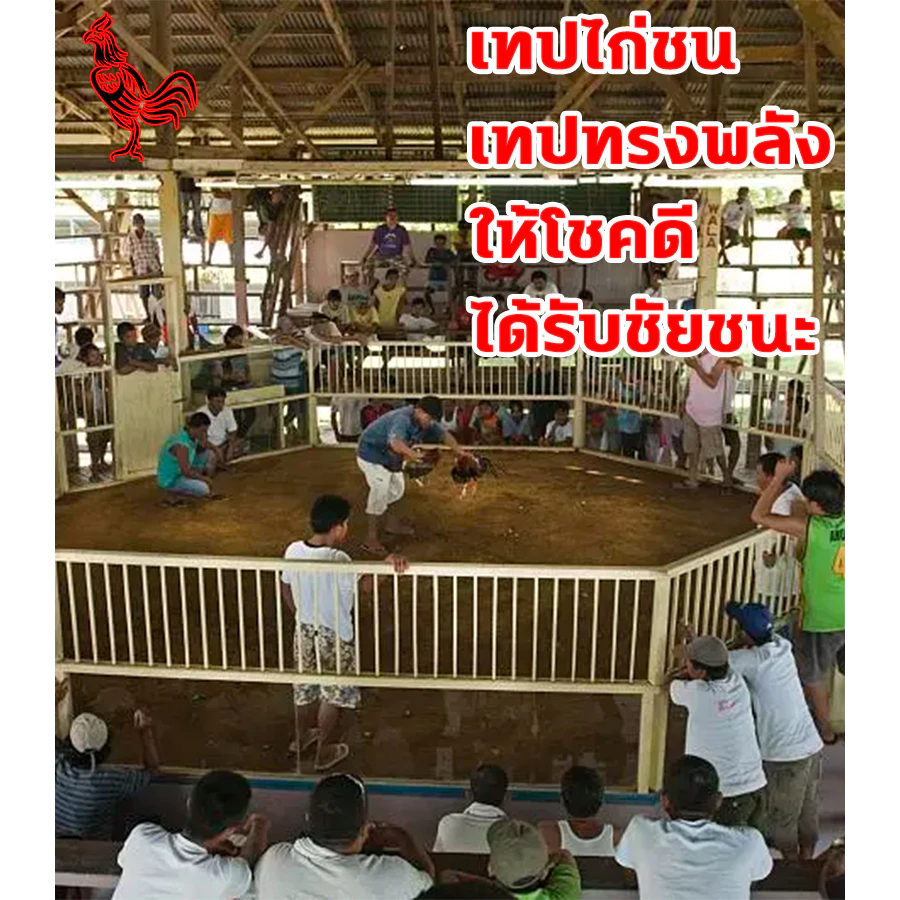 ทำให้ไก่ดุร้ายมากขึ้น เดือยไก่ชน ซื้อ1ได้10 เทปพันไก่ชน ปกป้องไก่ชน ป้องกันการบาดเจ็บ เทปไก่ชน ระบายอากาศได้ดี เทปพันไก่