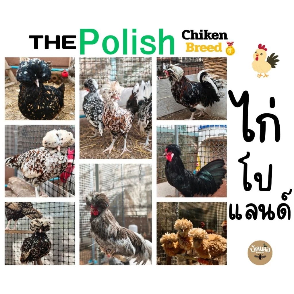 ไข่ไก่เชื้อโปแลนด์ เกรดนำเข้า (ชุดละ3ใบแถม1) ไข่เชื้อPolishChicken ไข่เชื้อไก่โปแลนด์เกรดนำเข้า ไข่ไก่ ไก่โปแลนด์