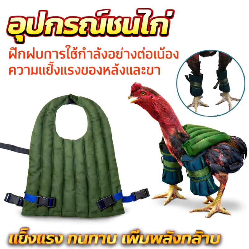 ฝึกไก่ชน กระสอบทรายฝึกชนไก่ กระสอบทรายขา กระสอบทรายหลังไก่ชน อุปกรณ์ไก่ชน ออกกำลังกายไก่ สำหรับชนไก่