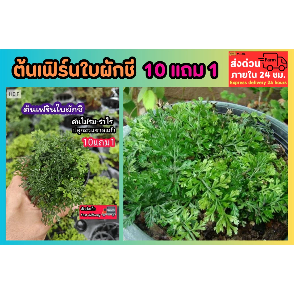 ต้นเฟิร์นใบผักชี สวนขวด ต้นไม้จัดสวน terrarium ต้นไม้คลุมดิน จัดสวนน้ำตก จัดบ้าน สวนแก้ว กระถาง เมล็ดพันธุ์ ดอกไม้กินได้