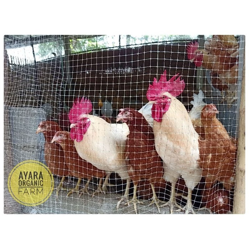 ไข่เชื้อไก่ไข่ไฮบริด 10 แถม 2 เชื้อดีฟักง่าย