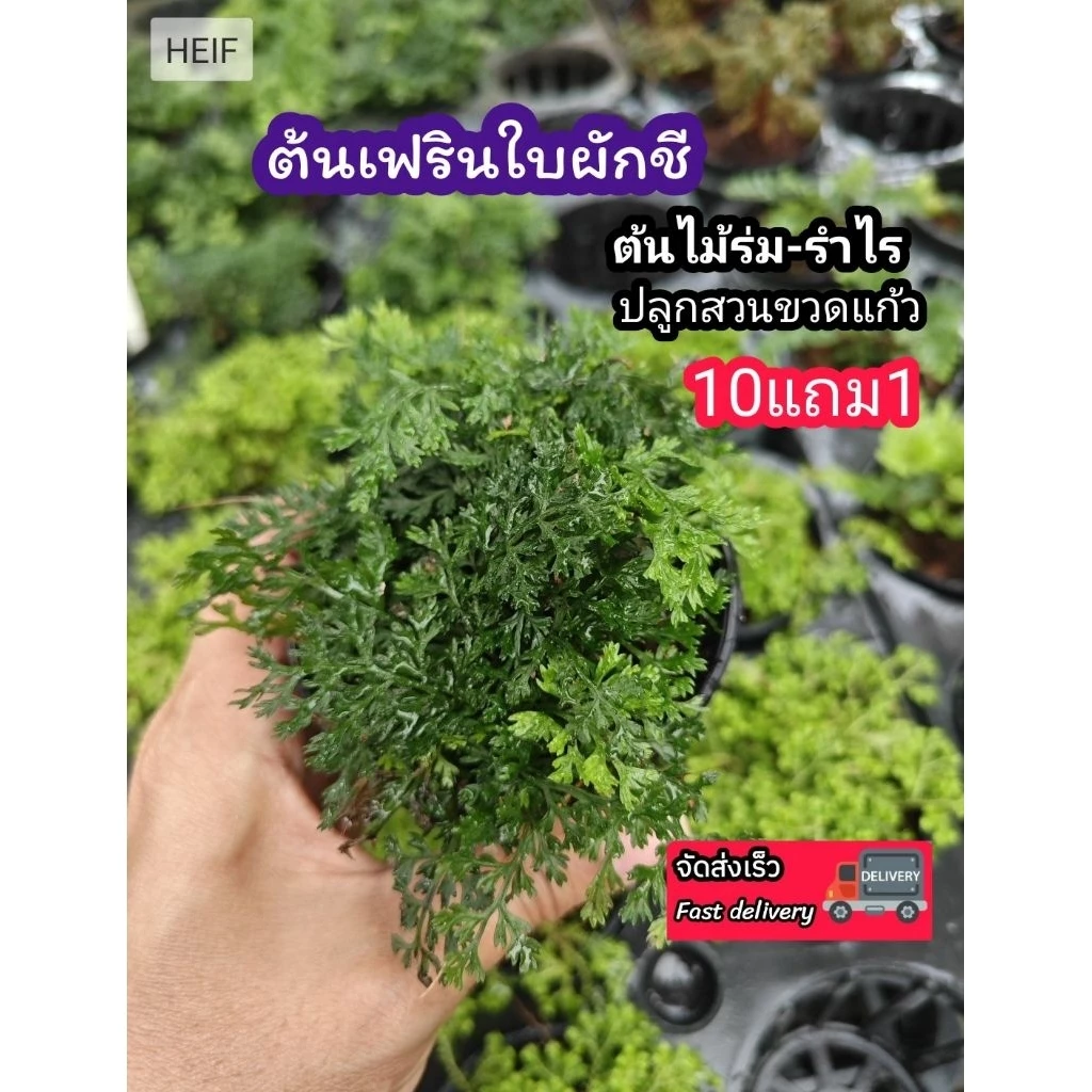 ต้นเฟิร์นใบผักชี สวนขวด ต้นไม้จัดสวนterrarium ต้นไม้คลุมดิน จัดสวนน้ำตก จัดบ้าน ดิน ปุ๋ย กระถาง เมล็ดพันธุ์ ดอกไม้กินได