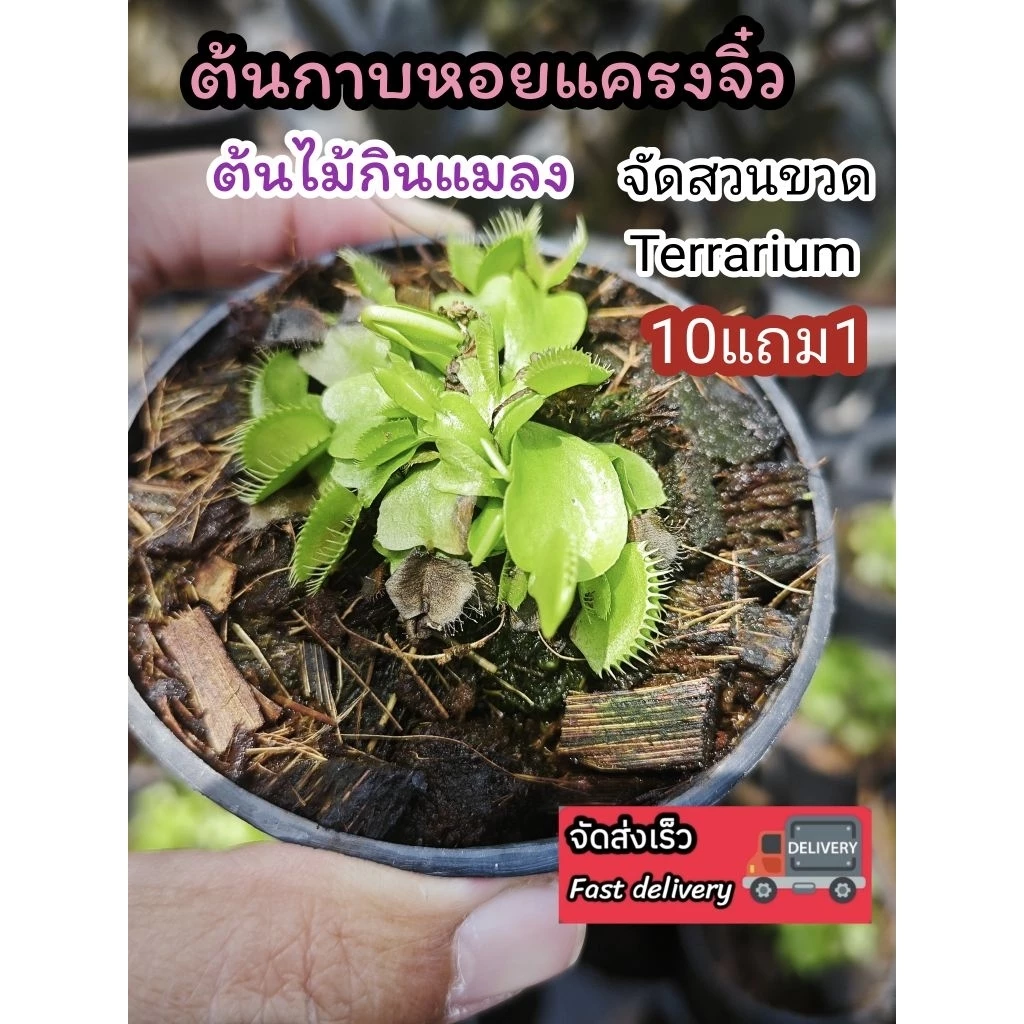ต้นกาบหอยแครง พืช ต้นไม้ กินแมลง หม้อข้าวหม้อแกงลิง จัดสวนขวด Terrarium สวนถาด กล้วยไม้ เฟิร์น มอสดิ ต้นไม้น้ำ ตู้ปลา
