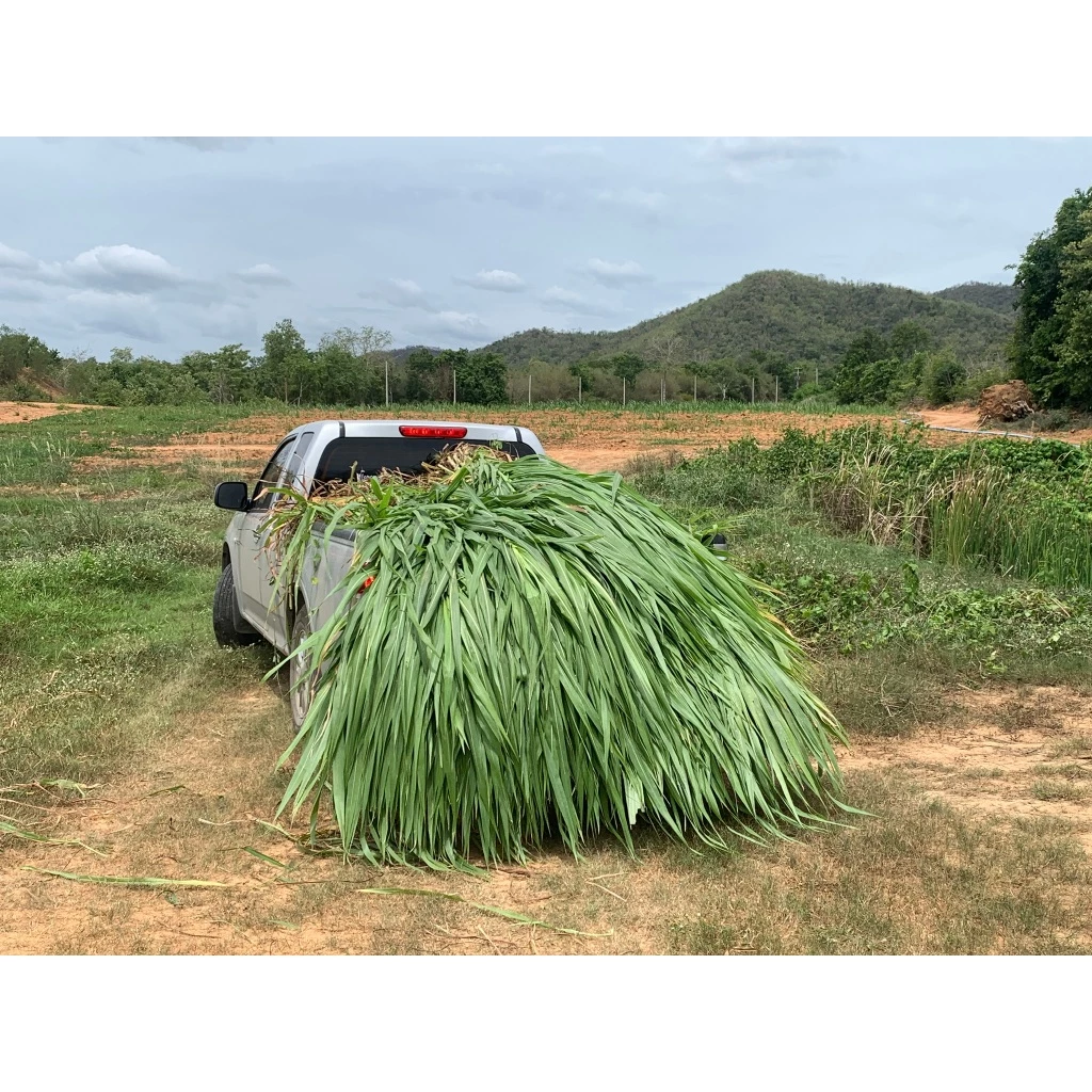1 กก. หญ้าเนเปียร์ ออร์แกนิก สำหรับ กระต่าย หนู เต่า โปรตีนสูง (หญ้าเหลือง เคลมได้ทุกกรณี ทักแชทก่อนรีวิวครับ)