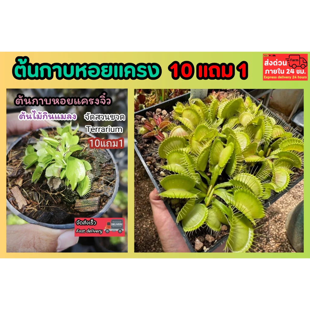 ต้นกาบหอยแครง พืชน้ำ ต้นไม้ กินแมลง หม้อข้าวหม้อแกงลิง จัดสวนขวด Terrarium สวนถาด กล้วยไม้ เฟิร์น มอสดิ ต้นไม้น้ำ ตู้ปลา