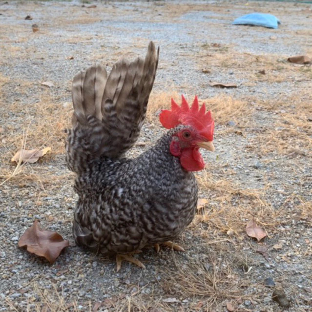 ไข่เชื้อ ไข่ไก่แจ้สีบาร์