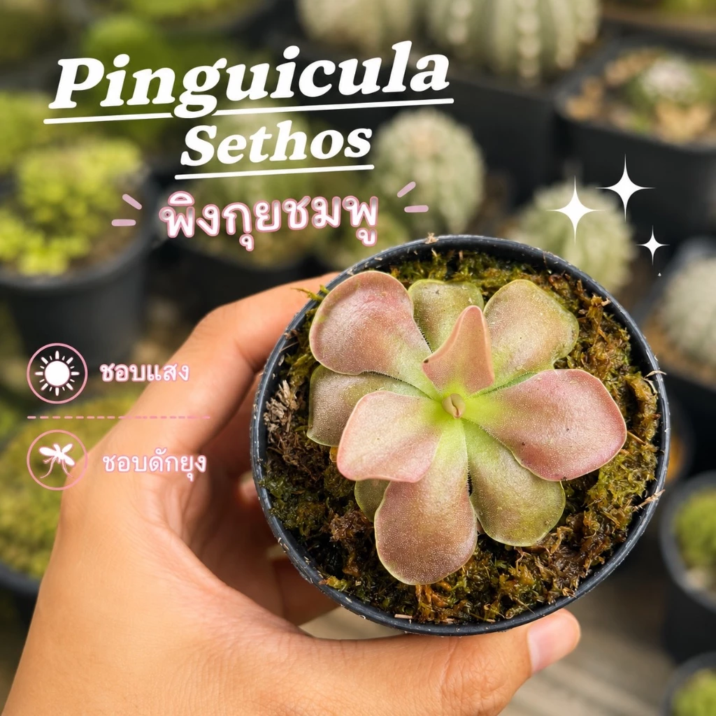 พิงกุย สีชมพู (Pinguicula Sethos) ไม้กินแมลง, พืชกินแมลง