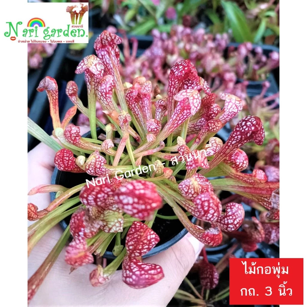 (ไม้กอพุ่ม-ส่งทั้งกระถาง 3 นิ้ว) ต้นซาราซิเนีย พันธุ์ สกาเล็ตเบล (Sarracenia x Scaret belle) ไม้กินแมลง ใบกระเปราะสวย