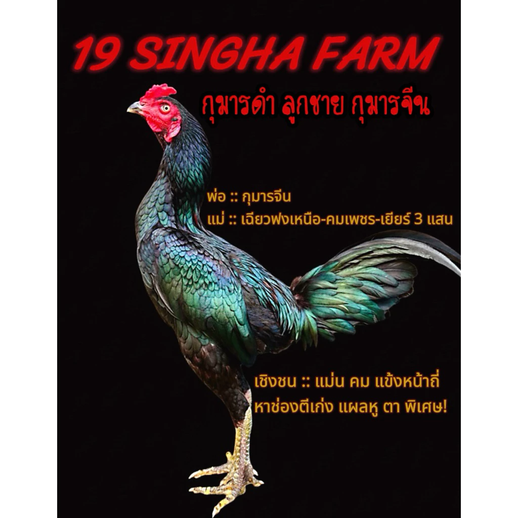ไข่เชื้อไก่ชน ลูกกุมารจีน รับประกันเชื้อ จัดส่งด่วนทั่วประเทศ