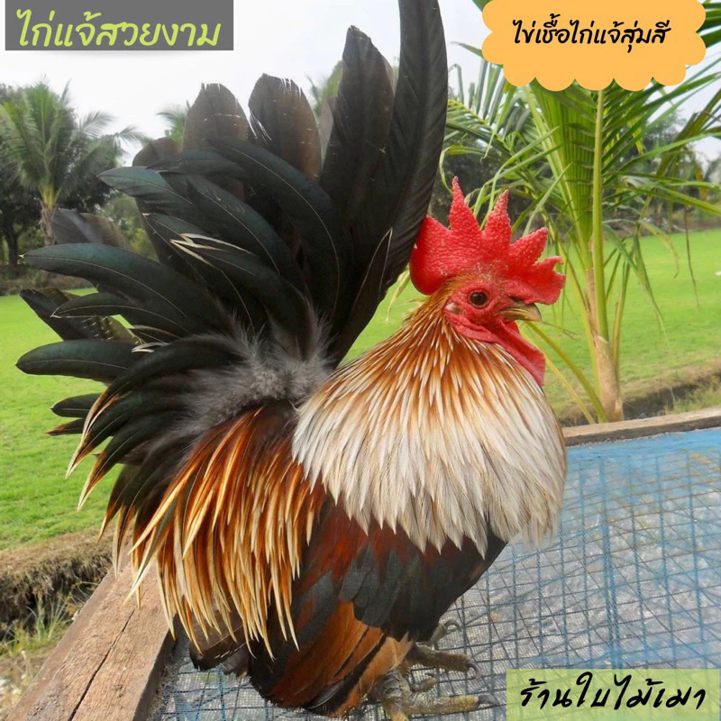 ไข่เชื้อไก่แจ้ สีเบญจรงค์ ขาสั้นตอ สำหรับนำไปฟัก ไข่มีเชื้อ ใบละ40 บาท ซื้อ5ใบ แถมฟรี1ใบ (พ่อแม่พันธุ์ตามรูปเลยครับ)