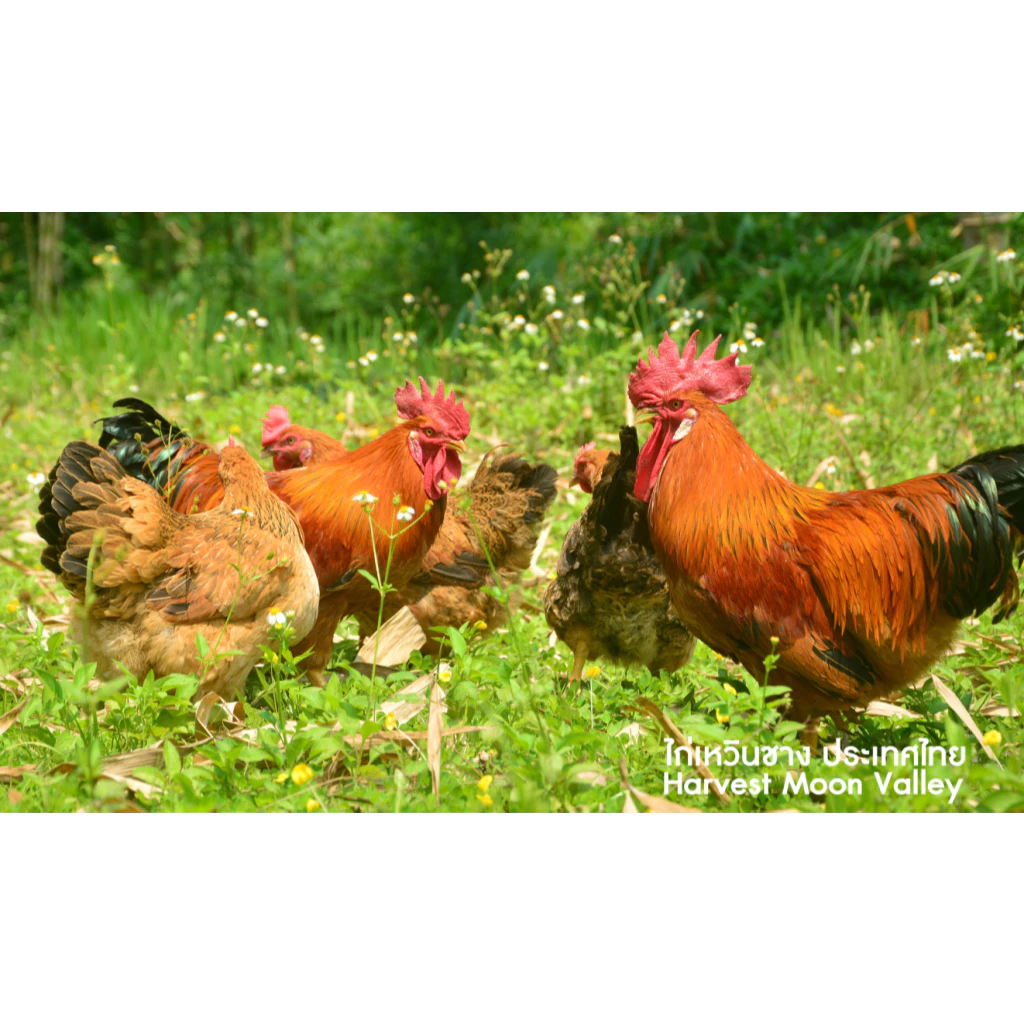 ไข่เชื้อไก่เหวิงซาง (ไก่ไหหลำ) เนื้อไก่ที่อร่อยที่สุดในโลกจากประเทศจีน ไก่ไข่และไก่เนื้อ