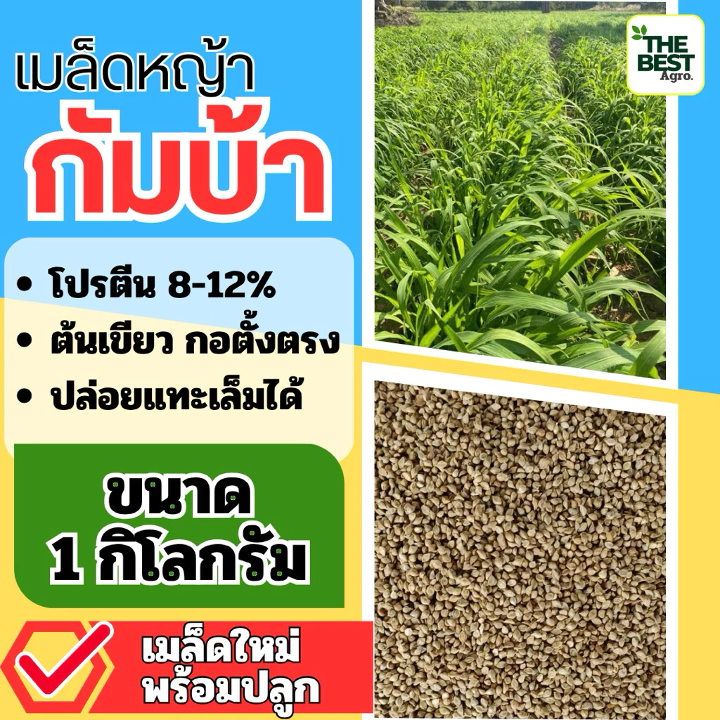 กัมบ้า เมล็ดหญ้ากัมบ้า 1 กิโลกรัม #พร้อมปลูก(รับประกันการงอก) หญ้าเลี้ยงสัตว์ พันธ์ุหญ้า หญ้าเลี้ยงวัว