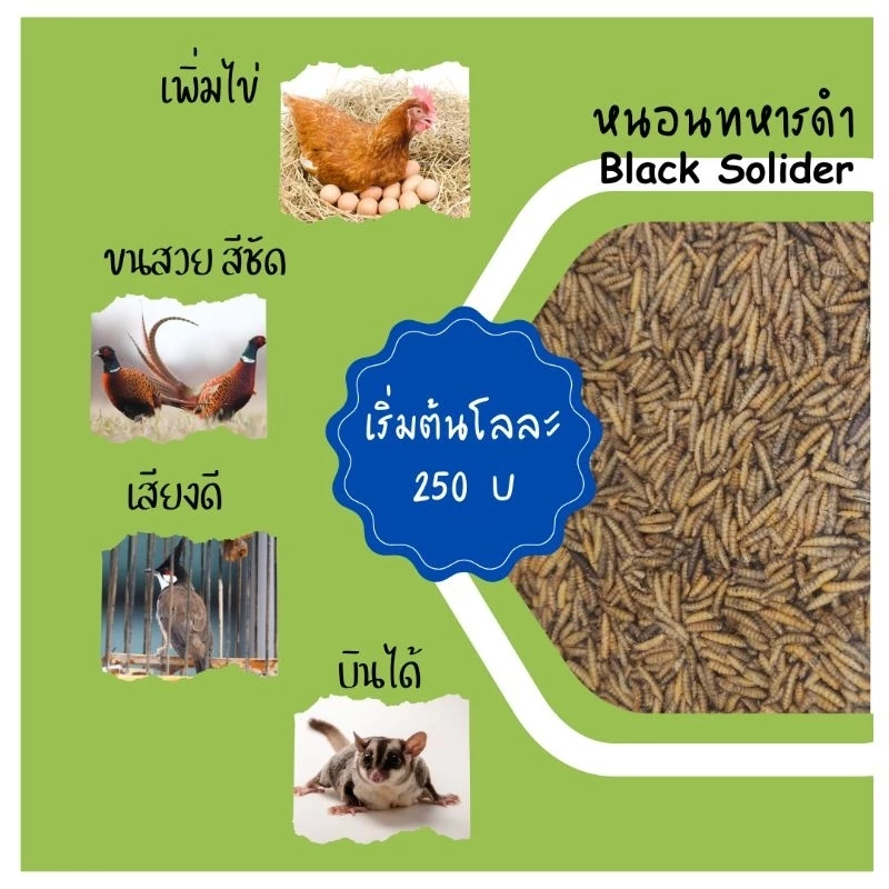 หนอน อบแห้ง หนอนโปรตีน สำหรับ ไก่ นกปากขอ นกปากแหลม นกปรอท หงส์หยก เลิฟเบิร์ด นกแก้ว ซูการ์ แฮมเตอร์ กิ้งก่า