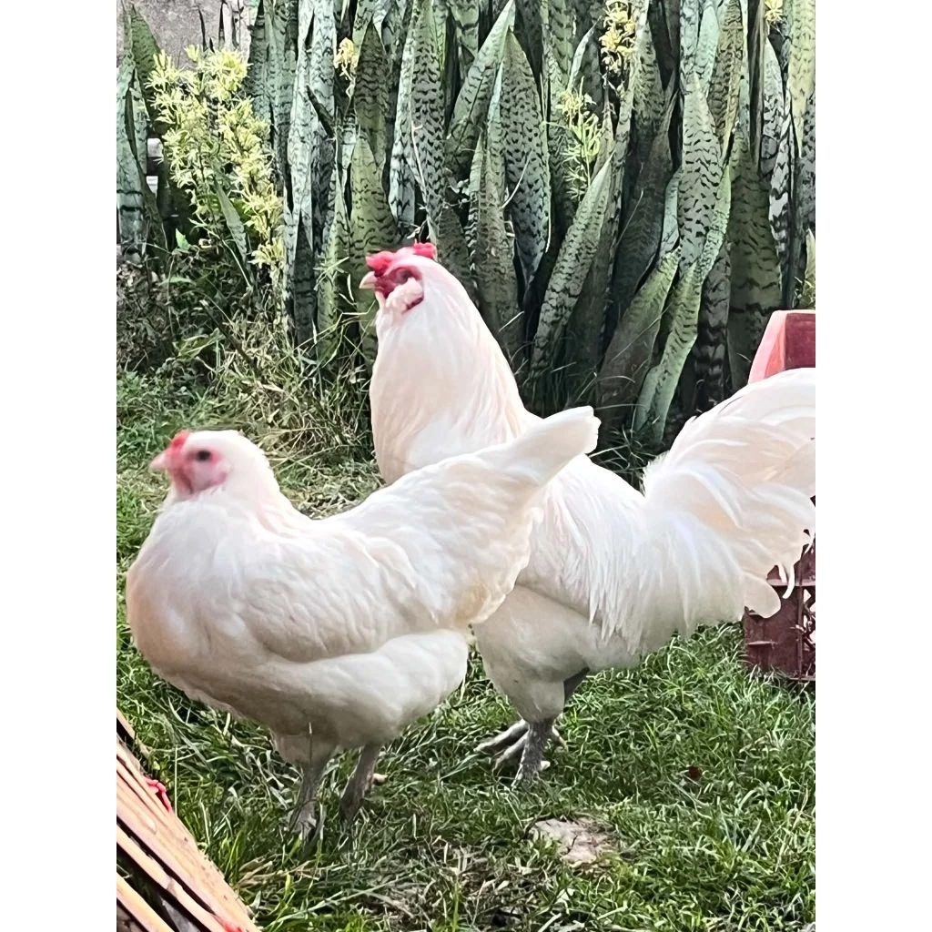 ไข่เชื้อไก่อาเมอ​รัว​คา​น่า​ ไก่มีเคราออกไข่สีฟ้าอมเขียว​จากประเทศ​เบลเยี่ยม​