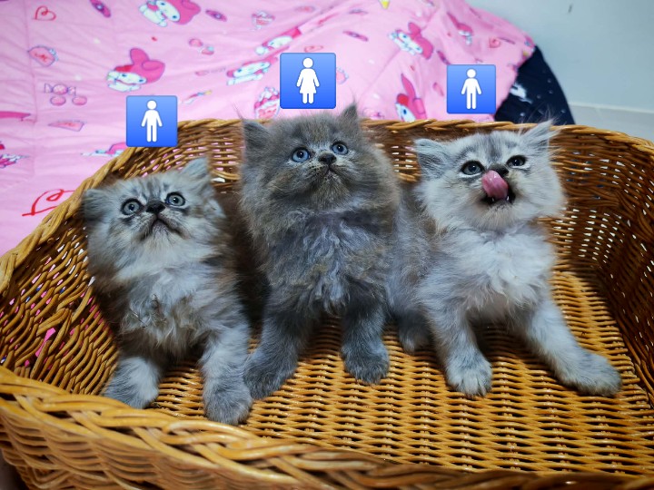 แมวเปอร์เซีย ภาพที่ 2