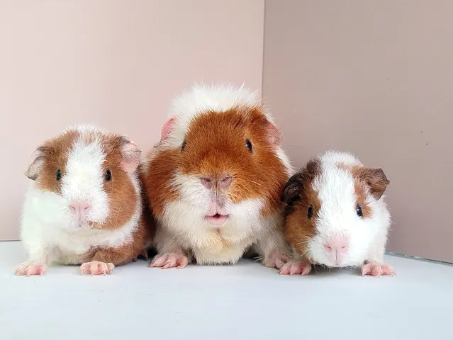 หนูแกสบี้ เท็ดดี้แบร์ ภาพที่ 3