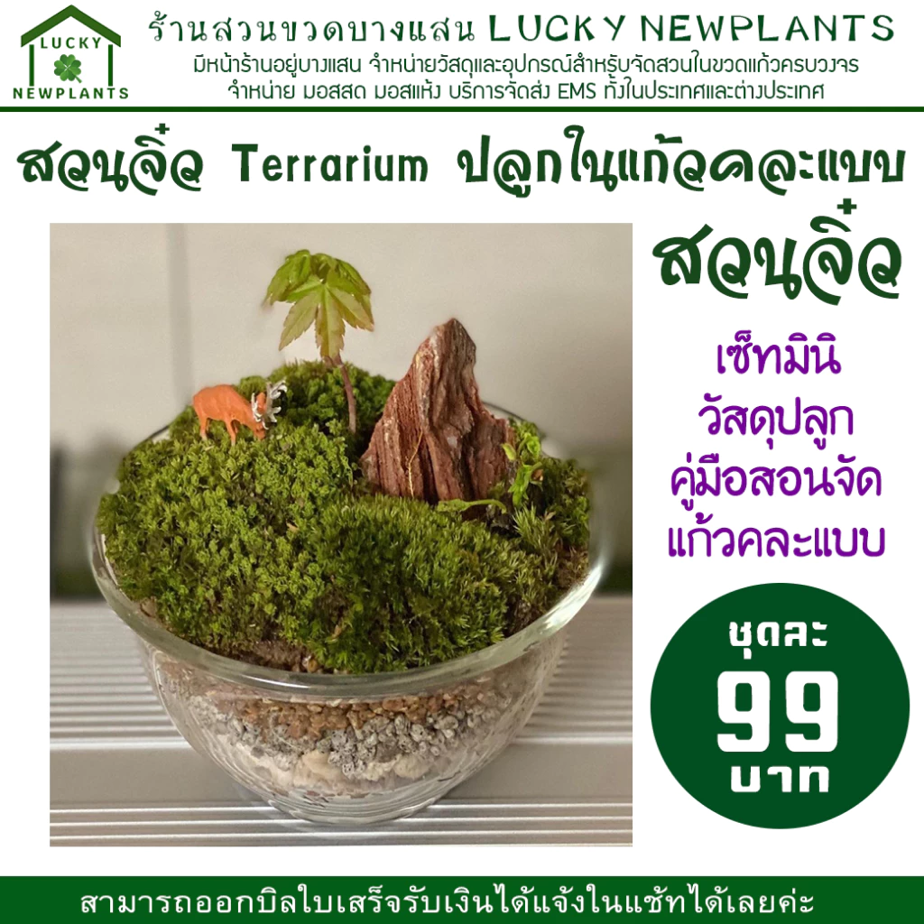 Terrarium สวนในแก้ว ไซต์มินิ แก้วคละแบบ ชุดละ 99 บาท ซื้อ 2 แถมฟรี 1 ภาพที่ 2