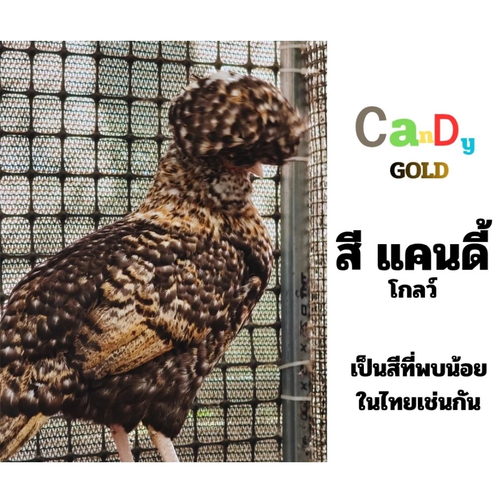 ไข่ไก่เชื้อโปแลนด์ เกรดนำเข้า (ชุดละ3ใบแถม1) ไข่เชื้อPolishChicken ไข่เชื้อไก่โปแลนด์เกรดนำเข้า ไข่ไก่ ไก่โปแลนด์ ภาพที่ 2