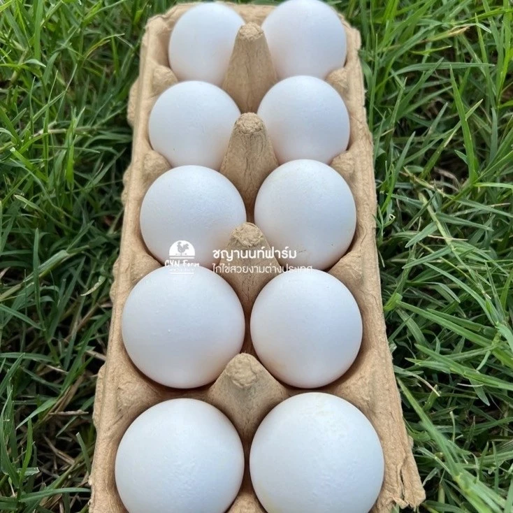 ไข่เชื้อไก่เลกฮอร์นขาว ไก่เลกฮอร์น ไข่เชื้อไก่ไข่สวยงามสำหรับฟัก White Leghorn ภาพที่ 2