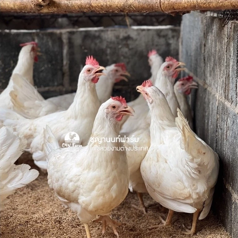ไข่เชื้อไก่เลกฮอร์นขาว ไก่เลกฮอร์น ไข่เชื้อไก่ไข่สวยงามสำหรับฟัก White Leghorn ภาพที่ 3