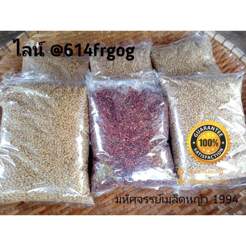 เมล็ดสวีทจัมโบ้ รูซี่ ข้าวฟ่าง อาหารสัตว์ อาหารวัว โค กระบือ ไก่ นก แกะ แพะ ม้า (พร้อมปลูก) ภาพที่ 3