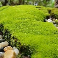 MOSS มอสสด พืชจิ๋ว Terrarium Decor ป่าธรรมชาติ พรม มอสเเต่งสวนถาด มอสปูบอนไซ 100g No0002 ภาพที่ 2