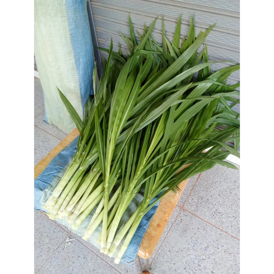 ใบหญ้าหวานอิสราเอลพร้อมลำต้นอ่อน 5 กิโลกรัม ตกกิโลละ 20 บาท เลี้ยงวัว ควาย แพะ แกะ ไก่ไข่ สัตว์ฟันแทะ ภาพที่ 4