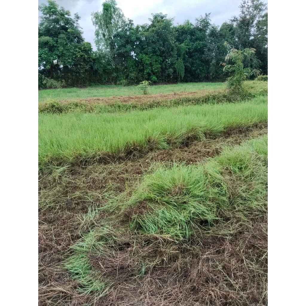 ท่อนพันธุ์หญ้าแพงโกล่าคุณภาพดี 1กก. สดสะอาด ปลูกขึ้นง่าย โตเร็ว ทนแล้ง เหมาะสำหรับเลี้ยงวัว ควาย แพะ แกะ ให้ผลผลิตสูง ภาพที่ 5
