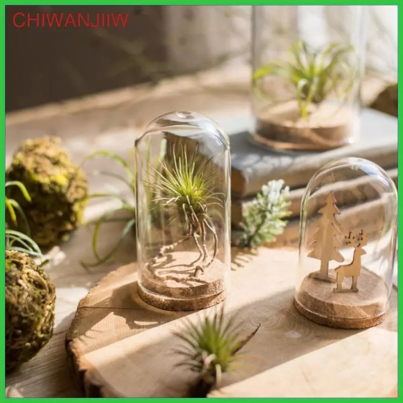 [chiwanjiiw] ฝาครอบแก้วโปร่งใส Succulent Flower Terrarium สําหรับเครื่องประดับ ภาพที่ 2