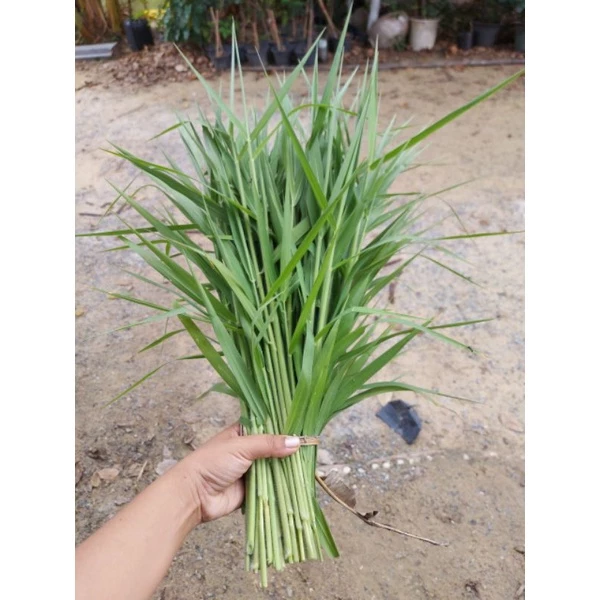 หญ้าขนสดให้หนูแกสบี้ กระต่าย หนูตะเภา แพะ น้ำหนักปริมาณ 1กิโลกรัม. ภาพที่ 3