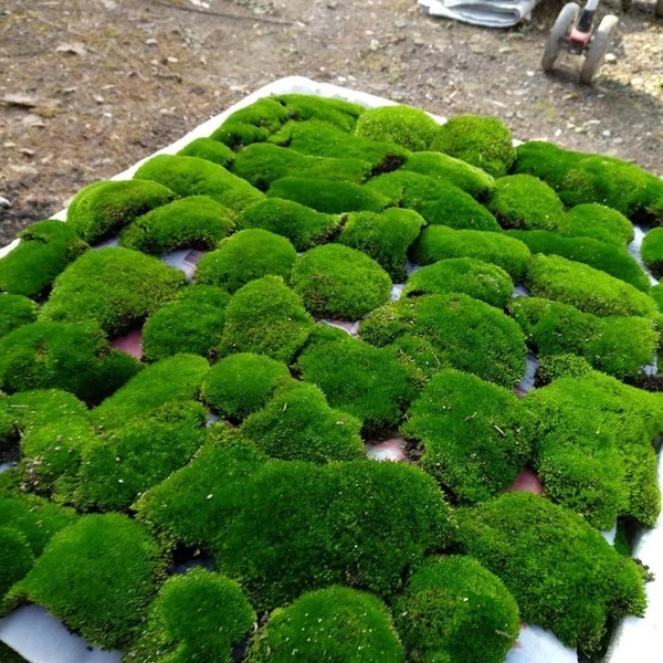 MOSS มอสสด พืชจิ๋ว เบาะสัตว์เลื้อยคลาน Terrarium Bonsai Decor มอส 100g No0006 ภาพที่ 2