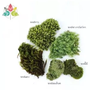 MOSS มอสสด พืชจิ๋ว เบาะสัตว์เลื้อยคลาน Terrarium Bonsai Decor มอส 100g No0006 ภาพที่ 4