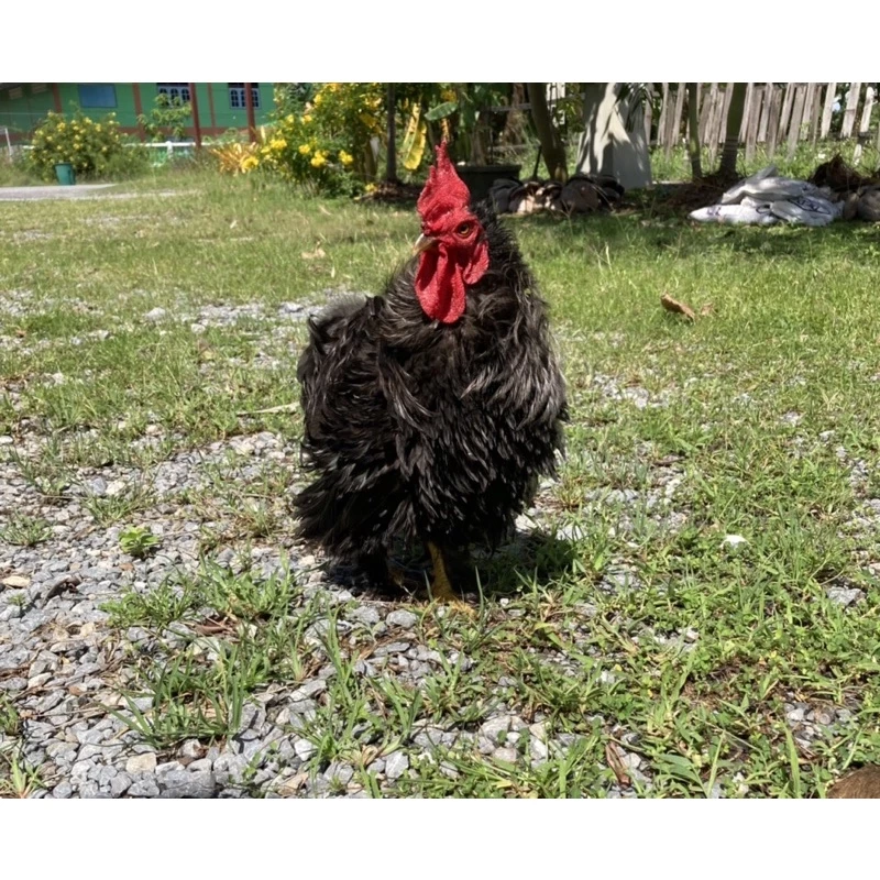 ไข่เชื้อไก่มินิโคชิน ไข่ไก่เชื้อ​ สวยงาม​เชื้อ​แรง​ (1ฟอง35บาท) ภาพที่ 3