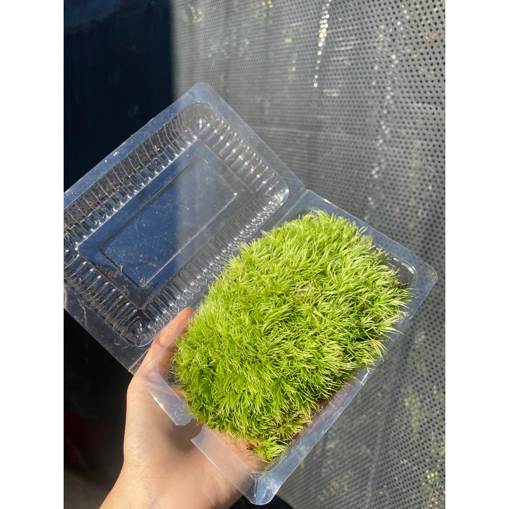 การตกแต่ง Leucobryum Gigantum Terrarium ภาพที่ 4
