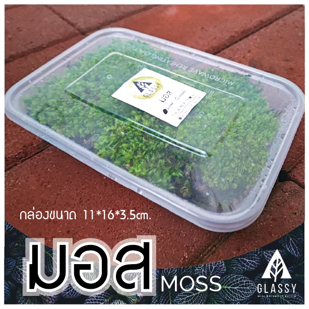 มอสสด พร้อมส่งหลายชนิด Moss จัดสวนขวด จัดตู้ชื้นน้ำตก ตู้ไม้น้ำ Terrarium มอสสดสะอาด ภาพที่ 3