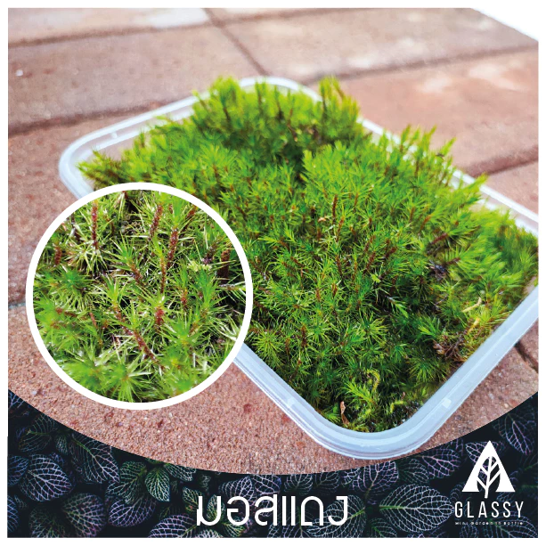 มอสสด พร้อมส่งหลายชนิด Moss จัดสวนขวด จัดตู้ชื้นน้ำตก ตู้ไม้น้ำ Terrarium มอสสดสะอาด ภาพที่ 4