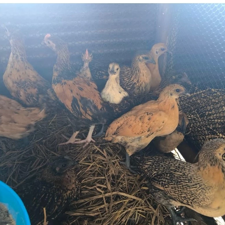 ไข่เชื้อไก่ดำ (สำหรับฟัก) สายพันธุ์แท้ แบบแพ็คละ 1ใบ คัดเกรดไข่สดใหม่ อัตราการเชื้อสูง แพ็คกันกระแทกอย่างดี ภาพที่ 2