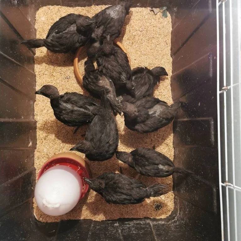 ไข่เชื้อไก่ดำ (สำหรับฟัก) สายพันธุ์แท้ แบบแพ็คละ 1ใบ คัดเกรดไข่สดใหม่ อัตราการเชื้อสูง แพ็คกันกระแทกอย่างดี ภาพที่ 3