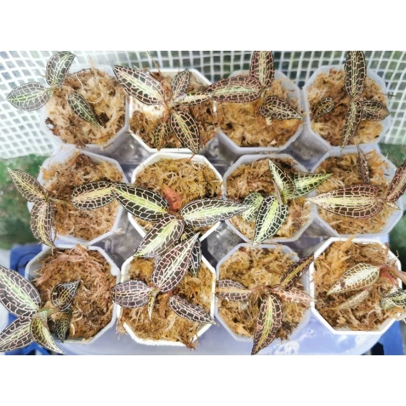 jewel​orchid​ goodyera​pusilla เสือภูเขา​ กล้วยไม้ดิน​ ต้นไม้จัดตู้​ ต้นไม้จัดสวนขวด​ terrarium​ paludarium​ ไม้หายาก ภาพที่ 2