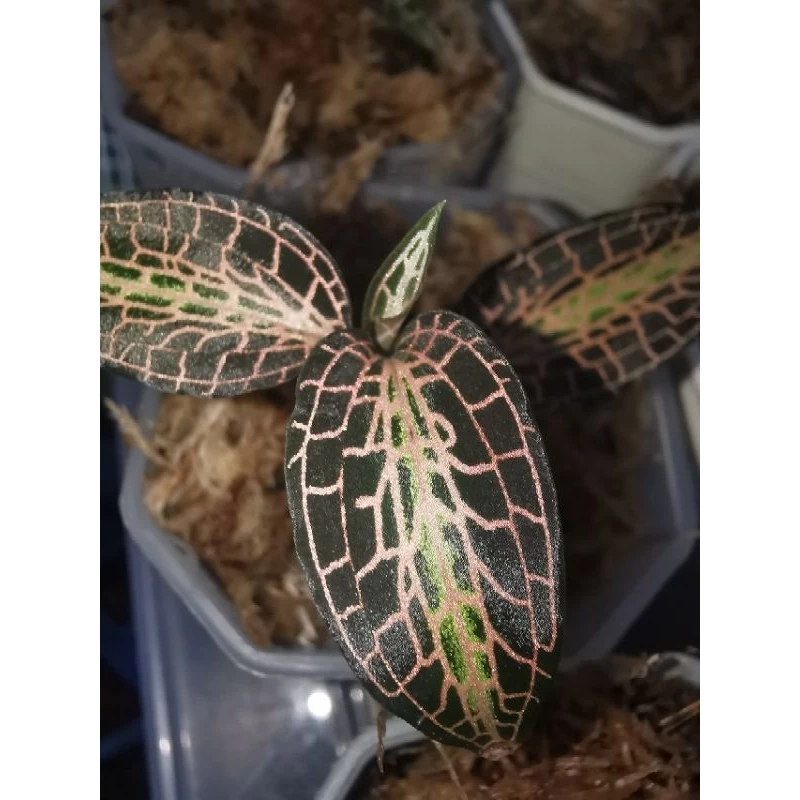 jewel​orchid​ goodyera​pusilla เสือภูเขา​ กล้วยไม้ดิน​ ต้นไม้จัดตู้​ ต้นไม้จัดสวนขวด​ terrarium​ paludarium​ ไม้หายาก ภาพที่ 3