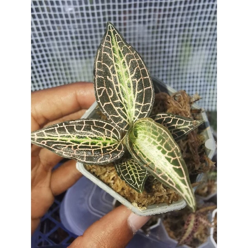 jewel​orchid​ goodyera​pusilla เสือภูเขา​ กล้วยไม้ดิน​ ต้นไม้จัดตู้​ ต้นไม้จัดสวนขวด​ terrarium​ paludarium​ ไม้หายาก ภาพที่ 4