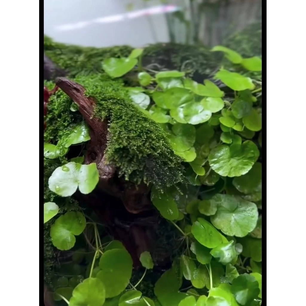 ต้นแว่นแก้ว กระถาง 8 นิ้ว ต้นใหญ่ สวนขวด terrarium สวนน้ำตก เฟิร์น บอสดิน ต้นไม้น้ำ บ่อปลา ตู้ปลา ออกซิเจน ปั๊มน้ำ บัว ภาพที่ 3